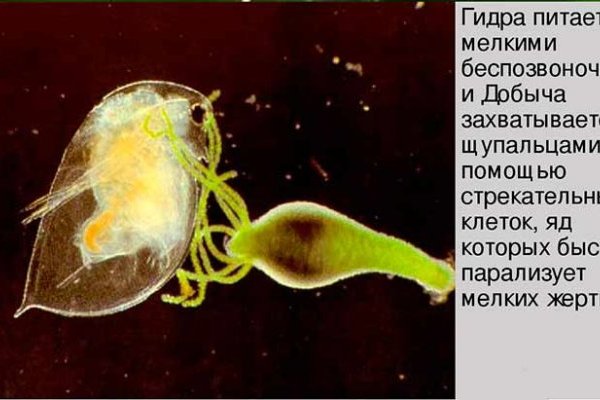 Кракен последние ссылки