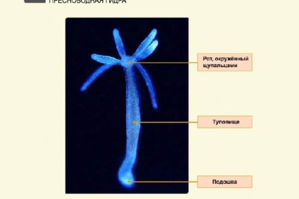 Kraken актуальные зеркала krakentor site